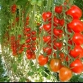 Uzgoj paradajza u stakleniku