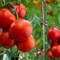 Uzgoj paradajza na otvorenom