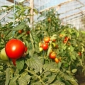 Uzgoj paradajza u stakleniku od polikarbonata
