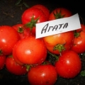 Ahat paradajz: karakteristike i opis sorte, recenzije
