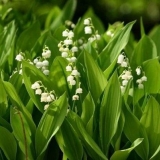 10 Daleko od bezopasnih biljaka koje je bolje ne saditi u cvjetnjaku