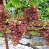 10 Najboljih ranih sorti grožđa