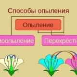 10 Najboljih sorti krastavaca za staklenike od polikarbonata, samoo...