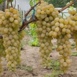 10 Najboljih stonih sorti grožđa