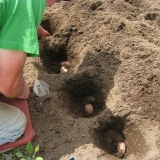 12 Načina za sadnju krompira: tradicionalni i novi