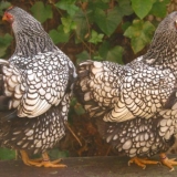 13 Najboljih pasmina kokoši od jaja i mesa