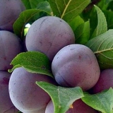 13 Najboljih sorti šljive renklod