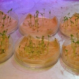 14 Rješenja za namakanje sjemena paradajza prije sjetve