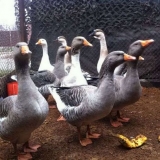 15 Rasa gusaka za kućni uzgoj