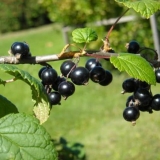 15 Sorti ribizle za sibir, otporne na bolesti i štetočine