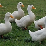 17 Rasa pataka za kućni uzgoj