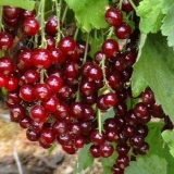 18 Najboljih sorti crvene ribizle