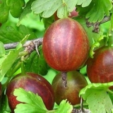 18 Najboljih sorti ogrozda