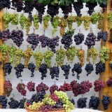 21 Najbolja sorta grožđa u različitim kategorijama