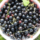 21 Sorta crne ribizle, krupnoplodna i slatka - najbolja krupna