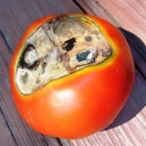 Crna trulež na paradajzu - kako se boriti i šta učiniti sa gornjom truležom na paradajzu u stakleniku