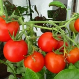 3 Načina uzgoja paradajza: u kantama, po metodi kizima i ispod materijala za pokrivanje