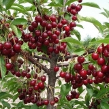 32 Najbolje sorte trešanja