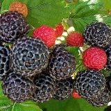 6 Crnih bobica sličnih kupinama