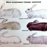 6 Mesnih pasmina zečeva