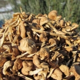 6 Jednostavnih načina da sušite gljive kod kuće