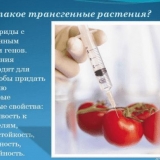 7 Hibridi paradajza za staklenike - najbolje i najukusnije sorte