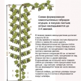 7 Najboljih sorti krastavaca za sibir, samooplodnih i visokoprinosnih za otvoreno tlo