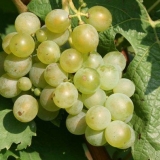 7 Sorti grožđa najotpornijih na mraz