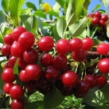 8 Najboljih sorti trešanja za sibir: velike, slatke i ukusne