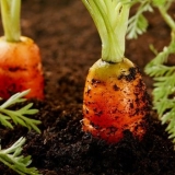 8 Narodni lijekovi za đubrenje bašte i povrtnjaka