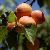 Apricot alesha