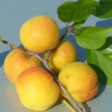 Apricot kichiginsky