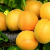 Med od kajsije: opis, fotografija, karakteristike, sadnja i njega