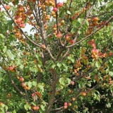 Trijumf severnog kajsija