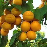 Kajsija u sibiru: sadnja i njega