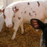 Adenovirusna infekcija goveda