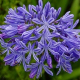 Agapantus: sadnja i njega na otvorenom polju