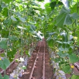 Poljoprivredna tehnologija za uzgoj krastavaca u stakleniku