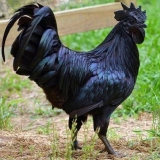 Ayam tsemani (pasmina pilića): opis