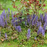 Ayuga (puzava žilava): sadnja i njega na otvorenom polju, video, recenzije