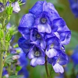Akonite arends (aconitum carmichaelii arendsii): fotografija i opis