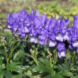 Fisherov akonit: fotografija i opis