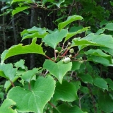 Actinidia acute