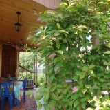 Aktinidija: sadnja i njega