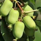 Aktinidija u sibiru: uzgoj