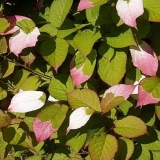 Actinidia