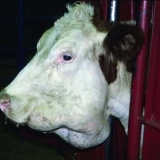 Aktinomikoza kod krava