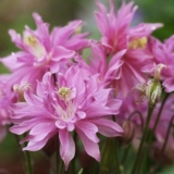 Aquilegia frotir: sadnja i njega