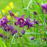 Aquilegia (sliv): fotografija cvijeća u cvjetnjaku i u vrtu