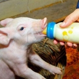 Nutritivna anemija u prasadi